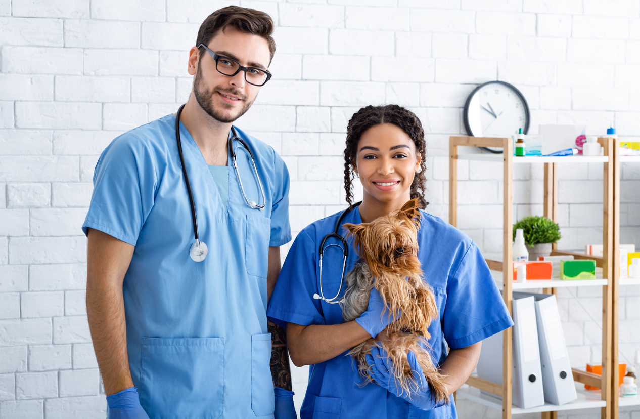 how-much-does-it-cost-to-become-a-veterinary-assistant